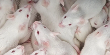 Several white mice with pink eyes.